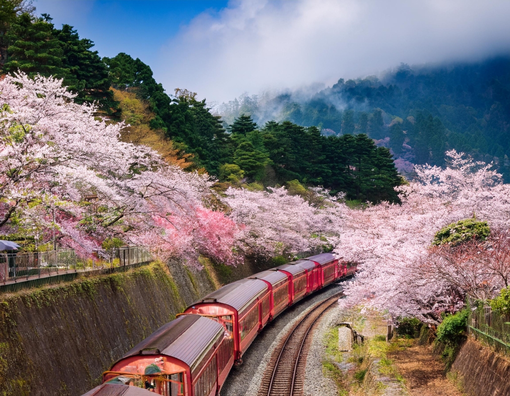 阿里山包車自由行 阿里山包車自由行