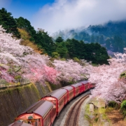 阿里山包車自由行