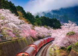 阿里山包車自由行