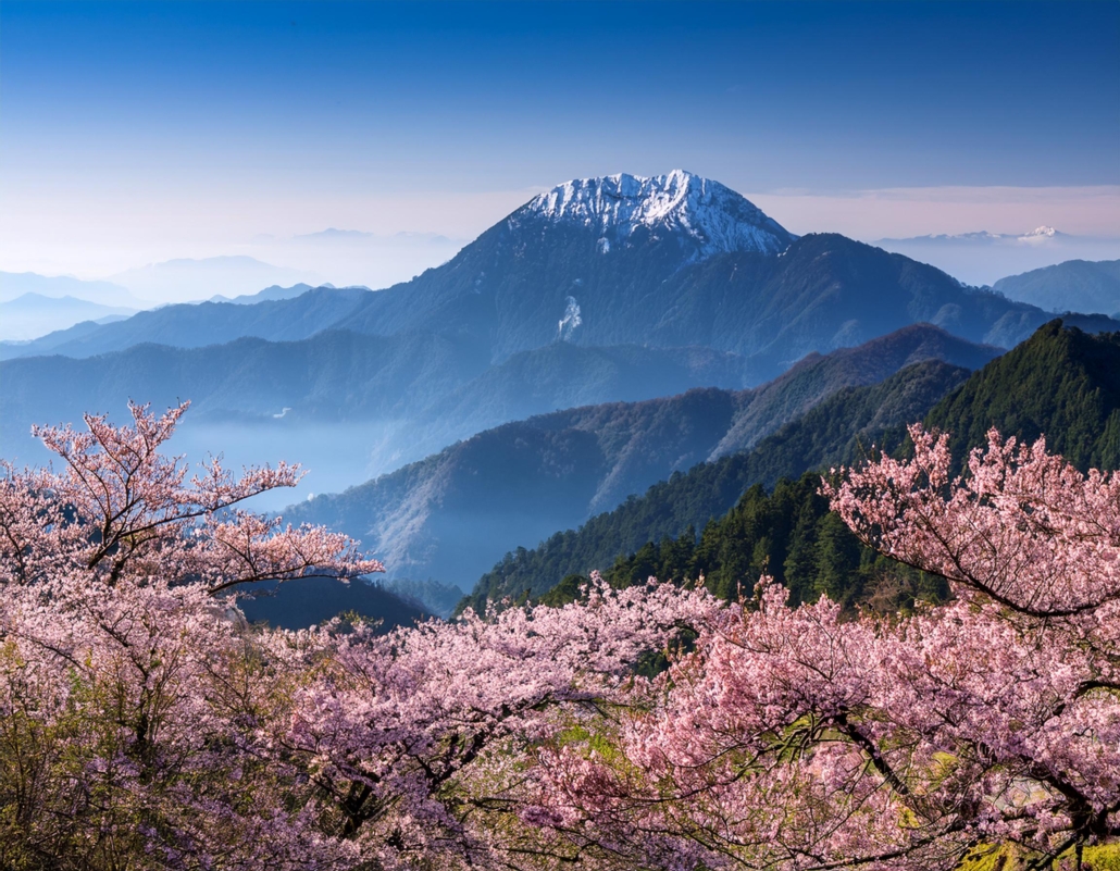 阿里山櫻花 阿里山櫻花