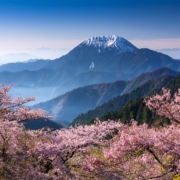 阿里山櫻花