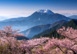 阿里山櫻花