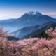 阿里山櫻花